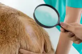 Dog check up