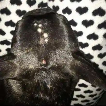 dog with healing ringworm on head