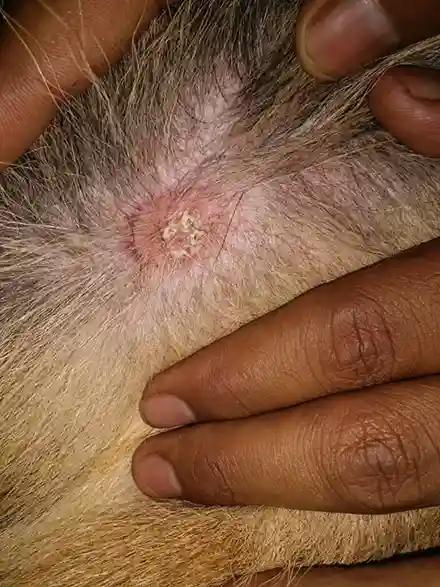 Ringworm lesion on dog